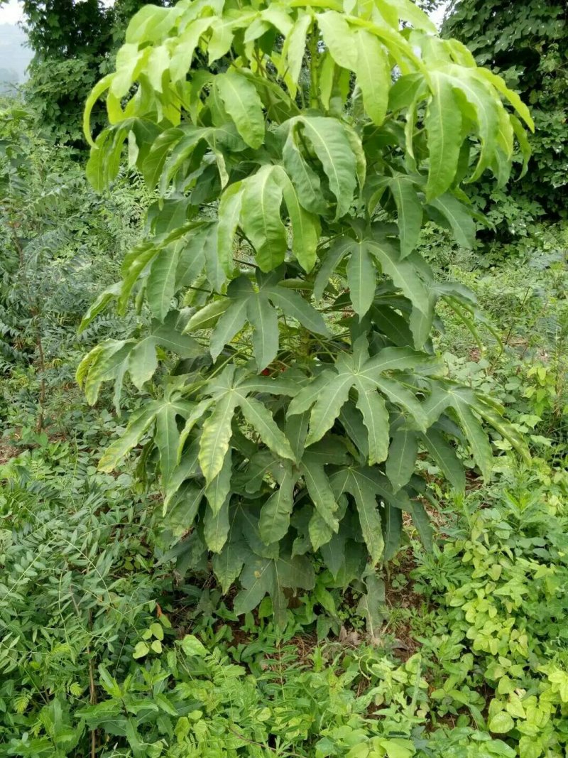 刺楸苗木供应，基地直销，价低，价低