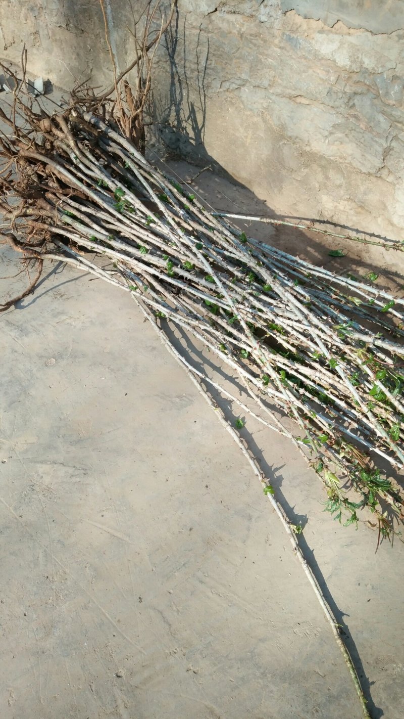 刺楸苗木供应，基地直销，价低，价低