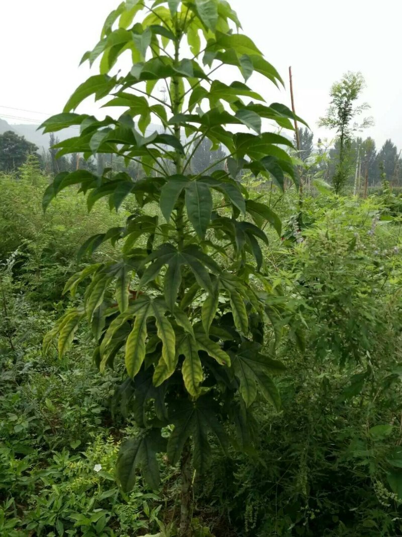 刺楸苗木供应，基地直销，价低，价低