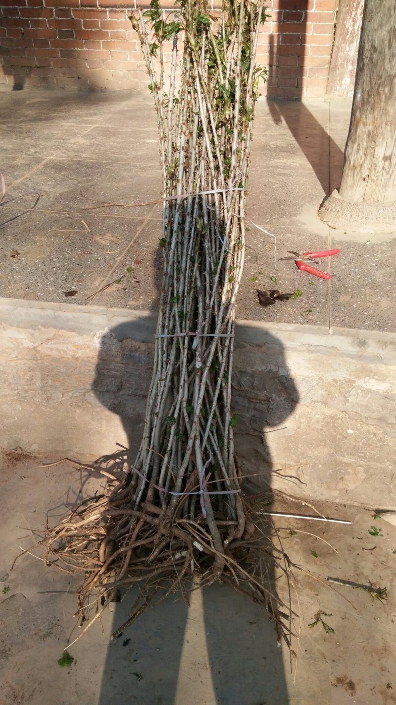 刺楸苗木供应，基地直销，价低，价低