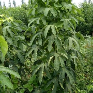 刺楸苗木供应，基地直销，价低，价低