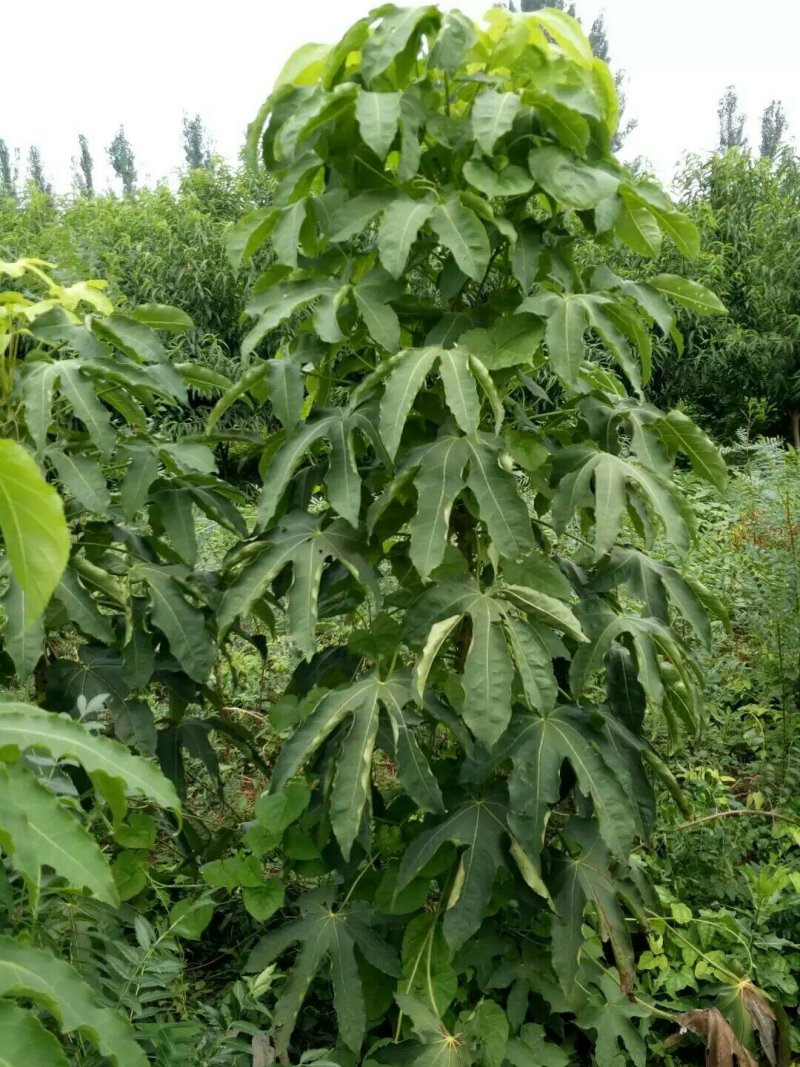 刺楸苗木供应，基地直销，价低，价低