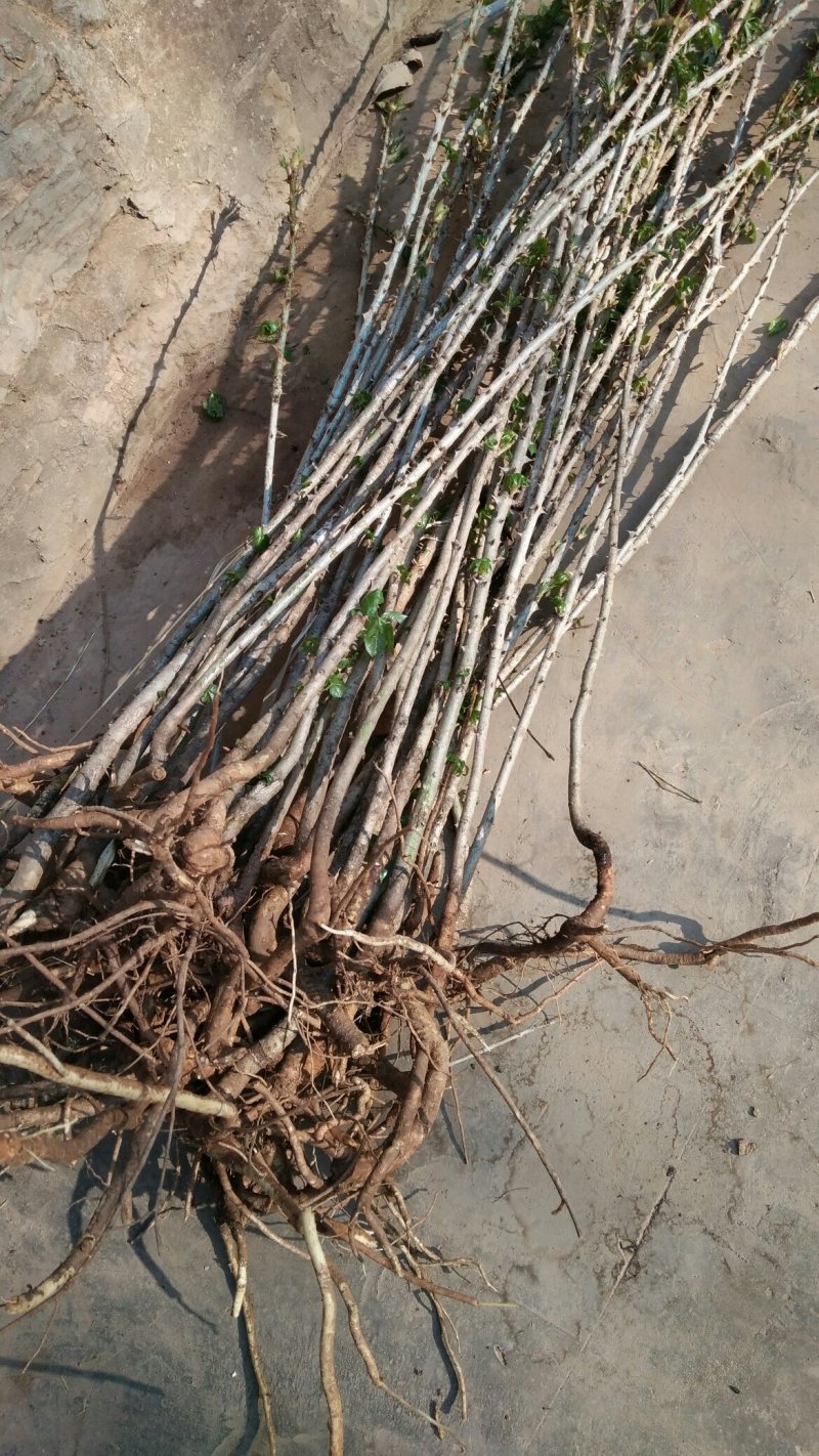 刺楸苗木供应，基地直销，价低，价低