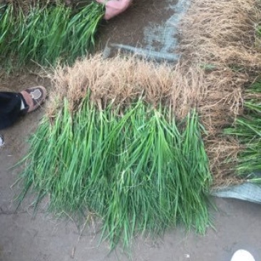 知母苗，产地供货成活率高，高含量耐干旱贫瘠效益好