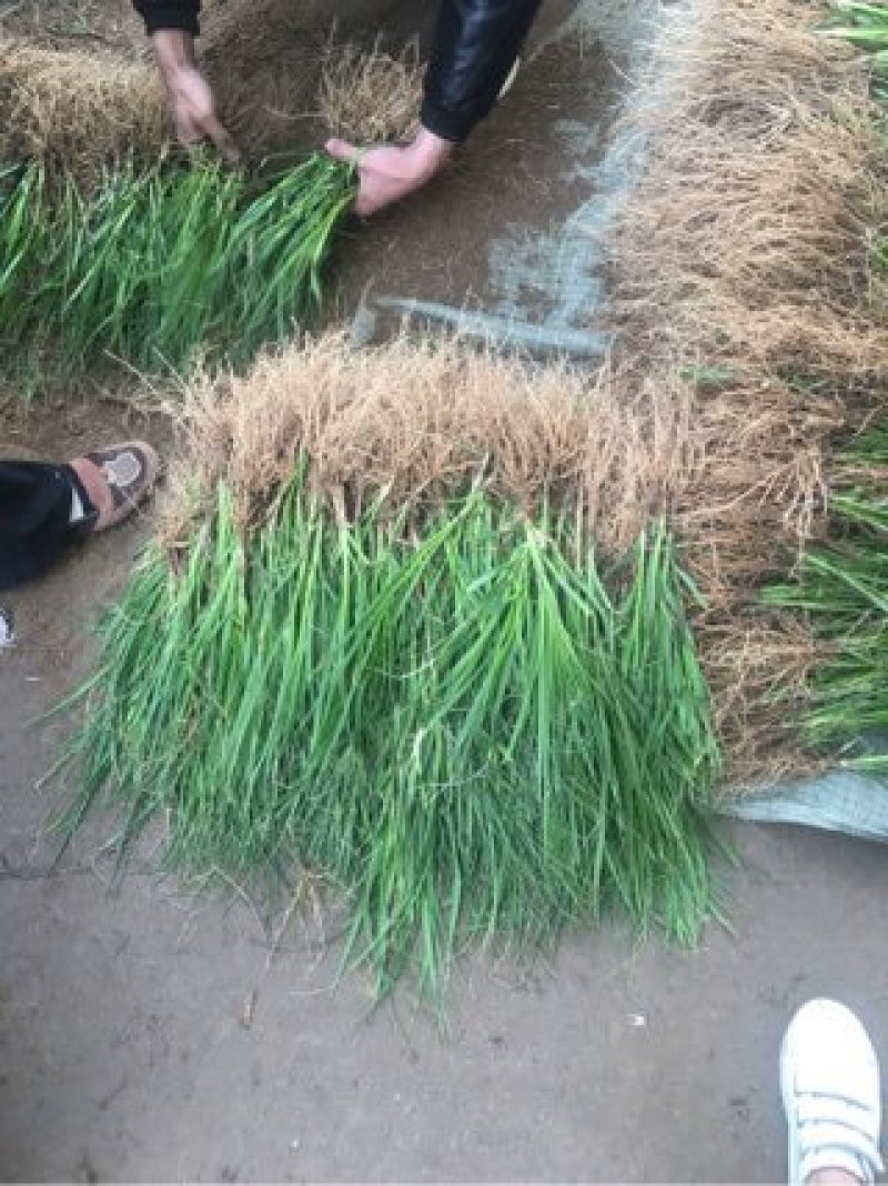 知母苗，产地供货成活率高，高含量耐干旱贫瘠效益好