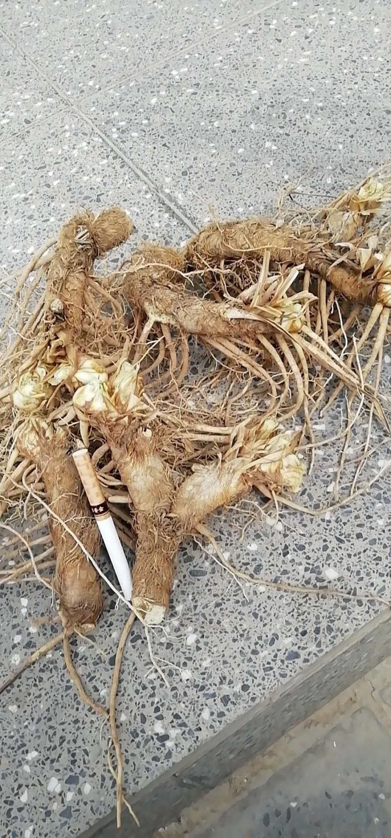 知母苗，产地供货成活率高，高含量耐干旱贫瘠效益好