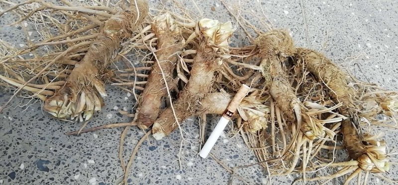 知母苗，产地供货成活率高，高含量耐干旱贫瘠效益好
