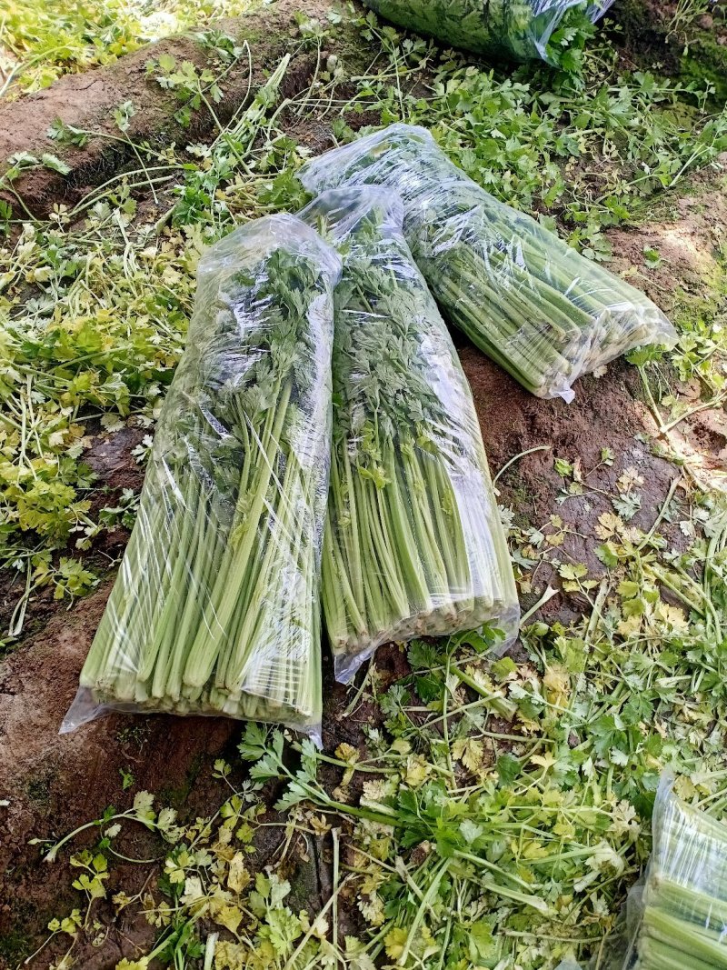 美国文图拉芹菜55cm以上，货源充足，各种包装都有