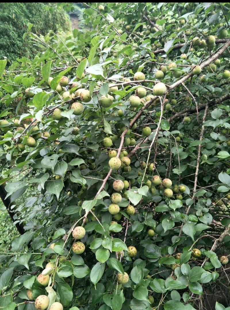 乌梅青梅酸梅