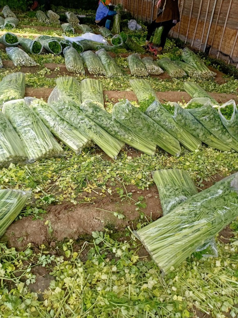 **唐山精品小棵西芹棵均匀色泽亮供应各大市场，可视频看货