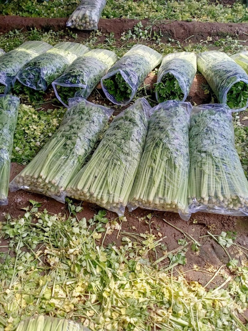 河北皇妃芹菜，棵均匀根白杆亮供应各大市场超市欢迎各地客商