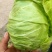 包菜精品牛心甘蓝（牛心菜）产地现摘现发保质保量