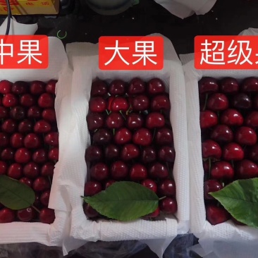 美早，红灯，先锋，大量上市。
