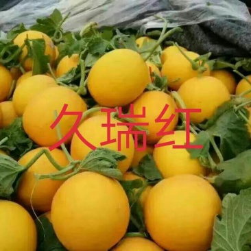 久红瑞，东方蜜1号，芳香蜜，瑞红，各种香瓜甜瓜代收预售