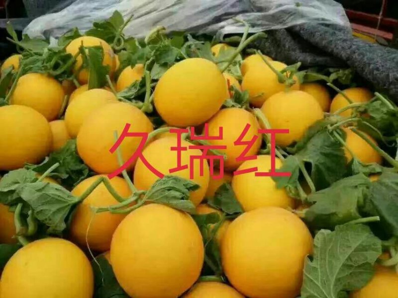 久红瑞，东方蜜1号，芳香蜜，瑞红，各种香瓜甜瓜代收预售