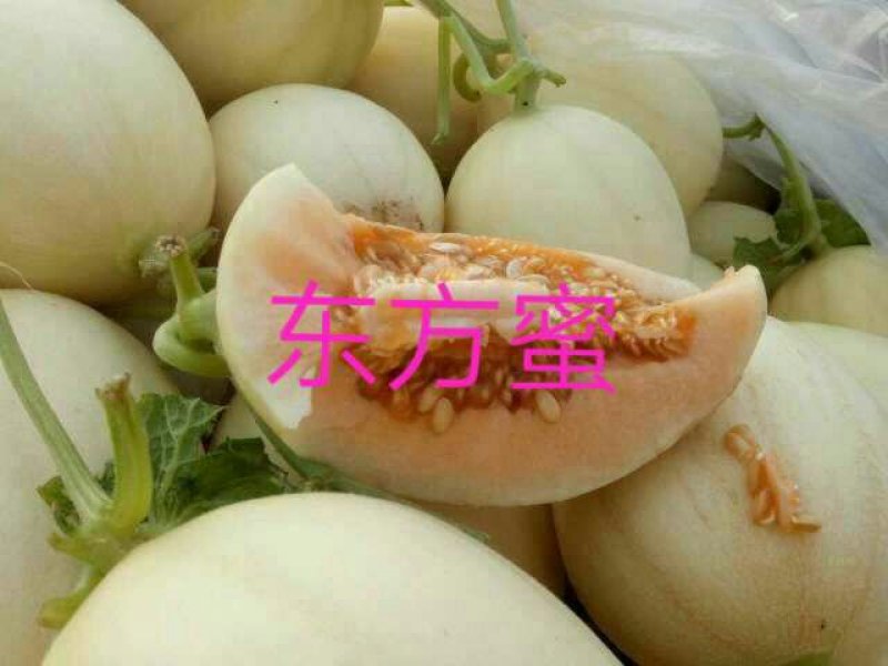 久红瑞，东方蜜1号，芳香蜜，瑞红，各种香瓜甜瓜代收预售