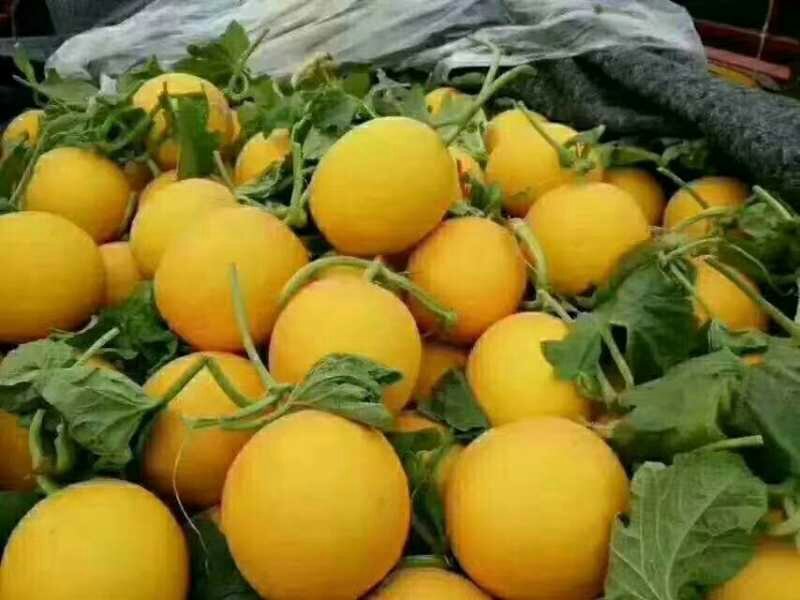 久红瑞，东方蜜1号，芳香蜜，瑞红，各种香瓜甜瓜代收预售