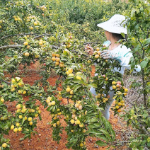 香脆李子云南**加工厂，小果3.0以下青果