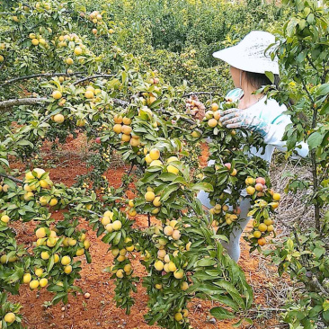 香脆李子云南**加工厂，小果3.0以下青果