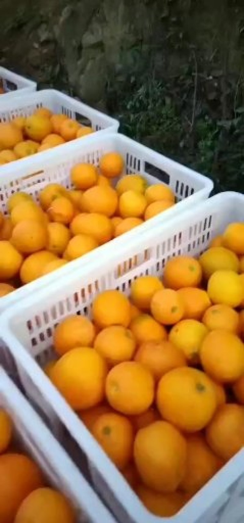 湖北秭归脐橙纽荷尔脐橙产地直供果园鲜果现货