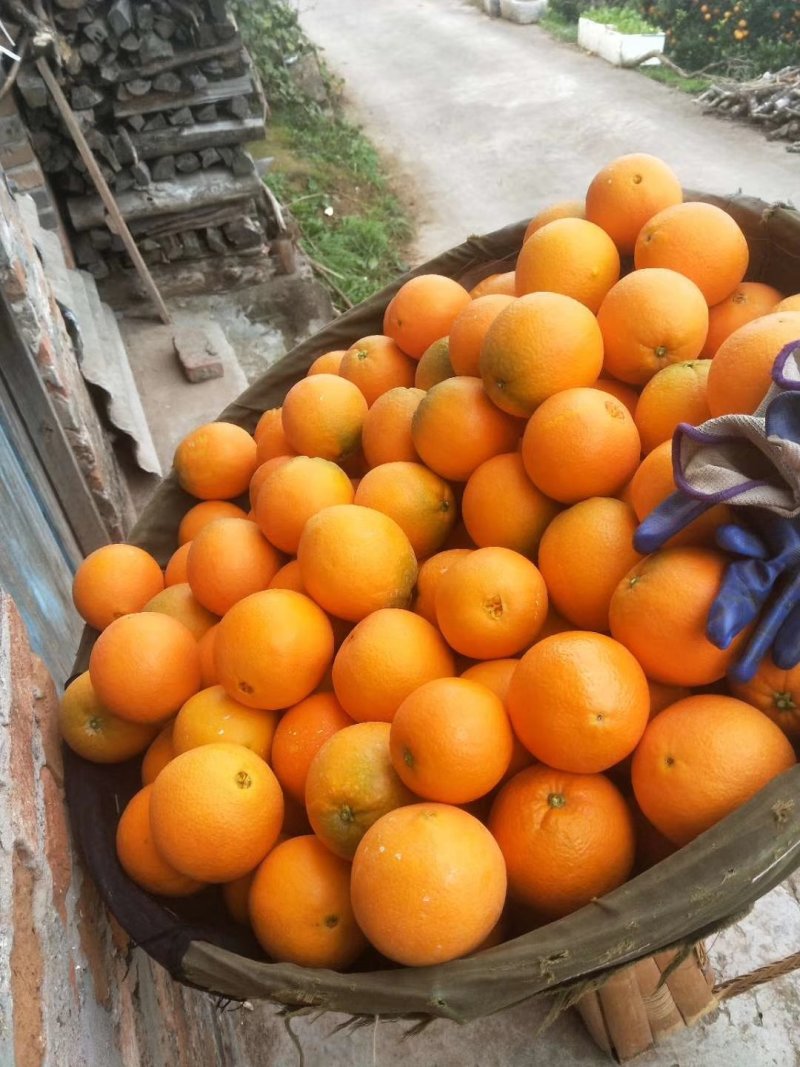 湖北秭归脐橙纽荷尔脐橙产地直供果园鲜果现货