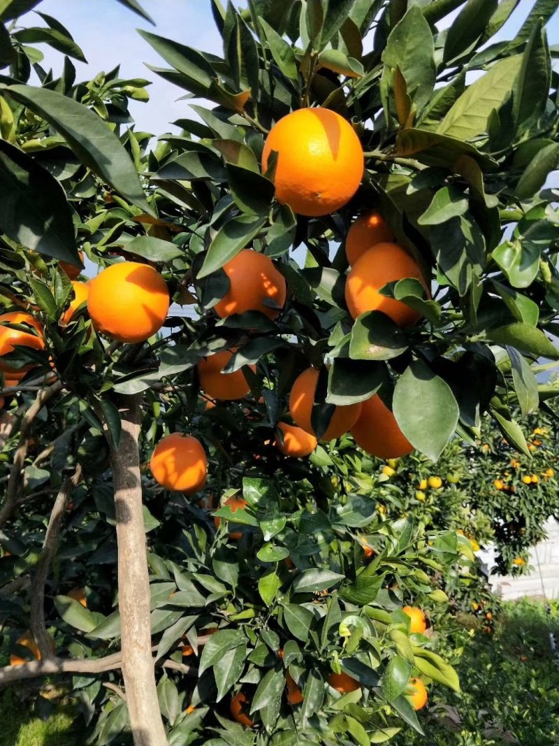 湖北秭归脐橙纽荷尔脐橙产地直供果园鲜果现货