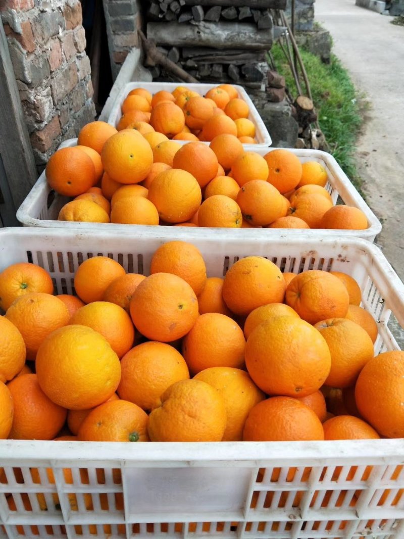 湖北秭归脐橙纽荷尔脐橙产地直供果园鲜果现货