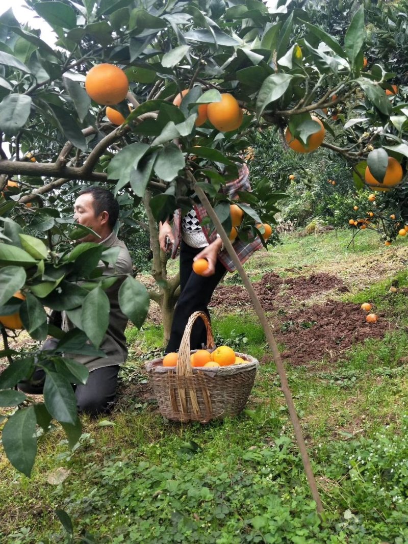 湖北秭归脐橙纽荷尔脐橙产地直供果园鲜果现货