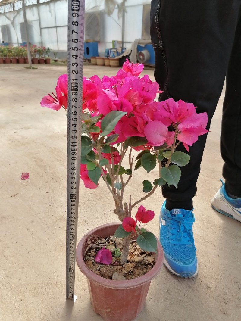 精品三角梅，青州基地直发
