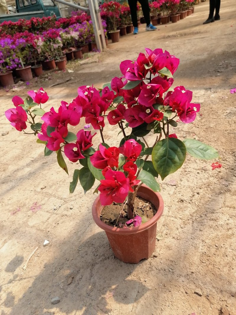 精品三角梅，青州基地直发