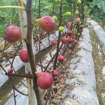 波姬红无花果树苗(可零售)当天发货，时效保证，品质保证