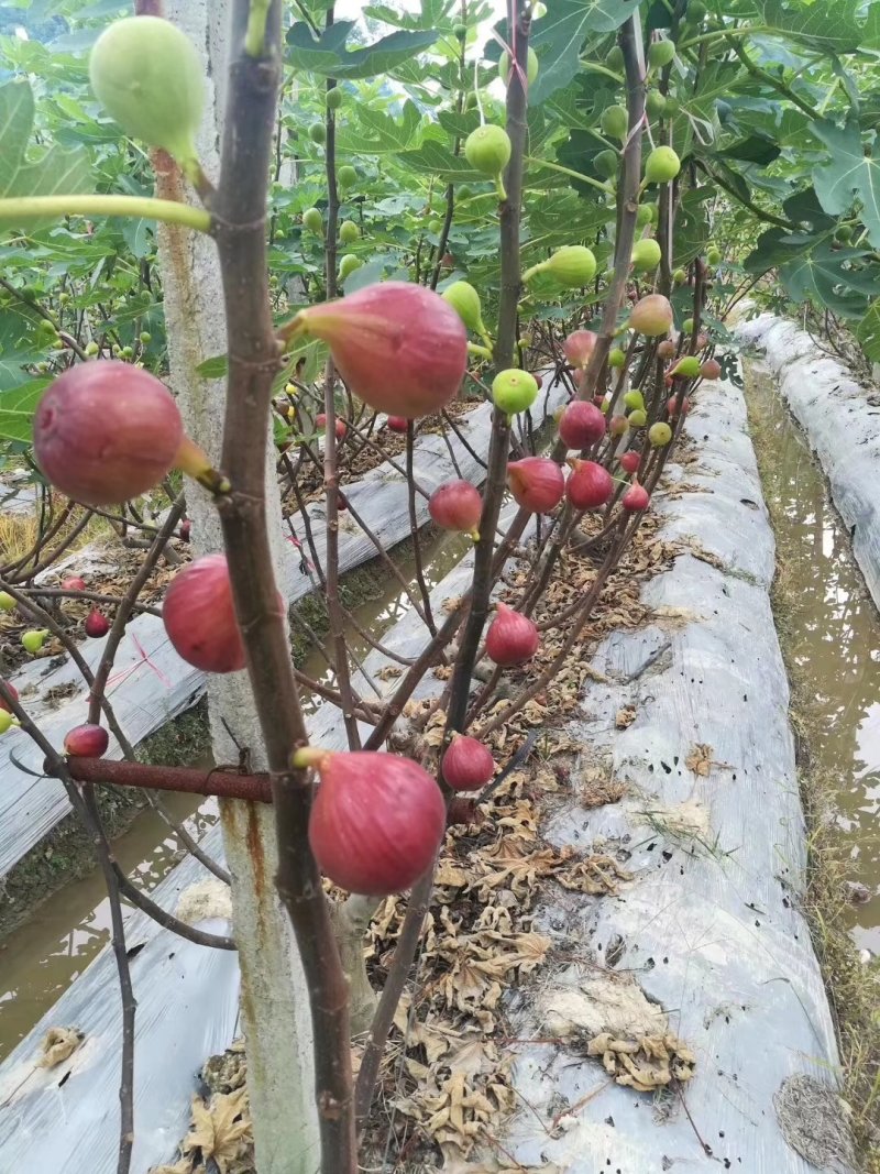 波姬红无花果树苗(可零售)当天发货，时效保证，品质保证