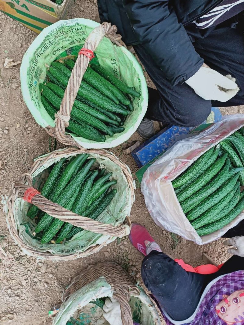 河南鹿邑精品刺瓜25~30公分干花带刺