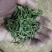 安徽茶叶黄山毛峰二级绿茶新茶春茶雨前茶高山茶嫩芽