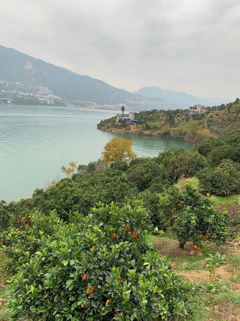 正宗重庆奉节脐橙现摘现发带绿叶批发非赣南脐橙