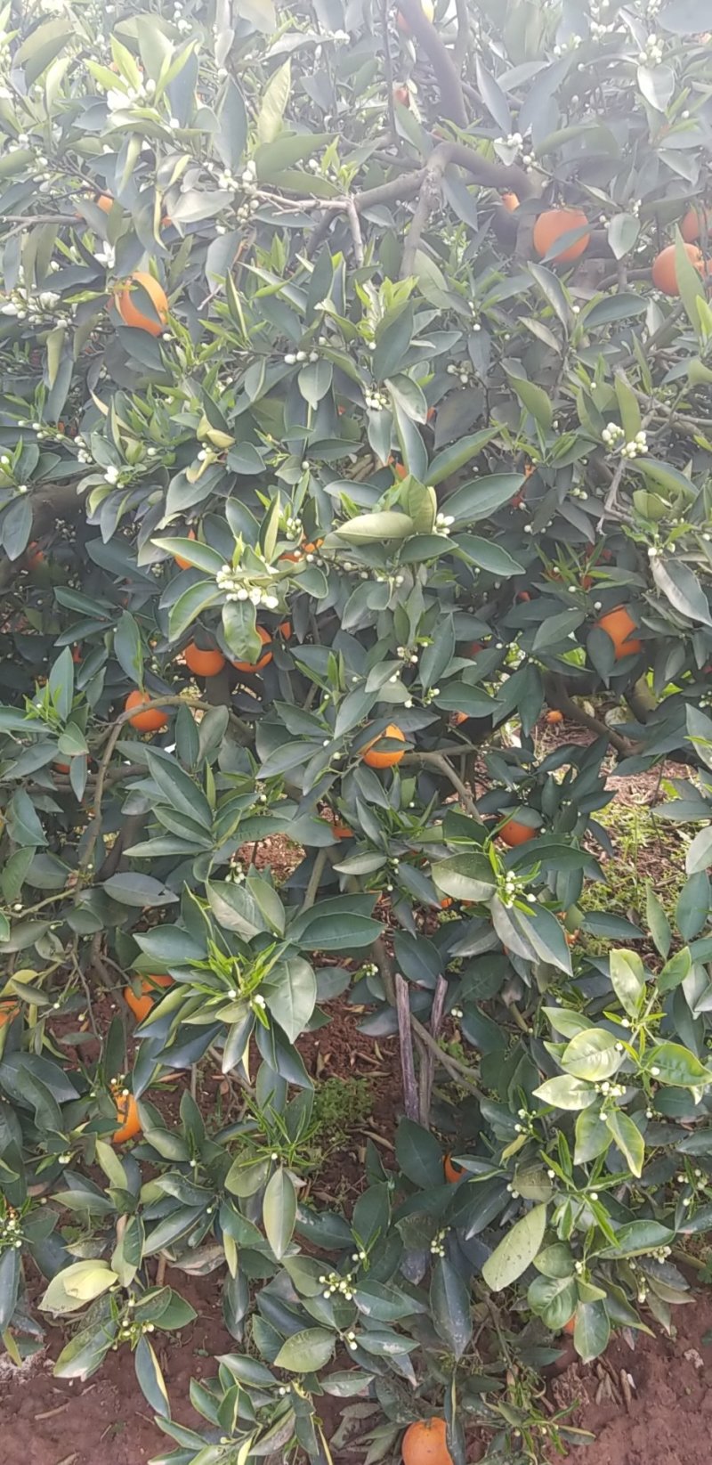 正宗重庆奉节脐橙现摘现发带绿叶批发非赣南脐橙