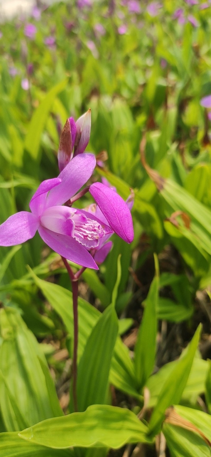 白芨苗，白芨种的，紫花三叉大白芨