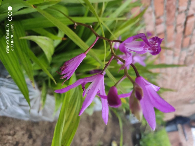 白芨苗，白芨种的，紫花三叉大白芨