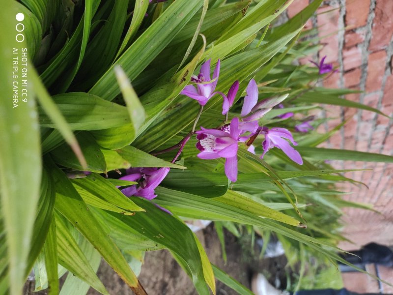 白芨苗，白芨种的，紫花三叉大白芨