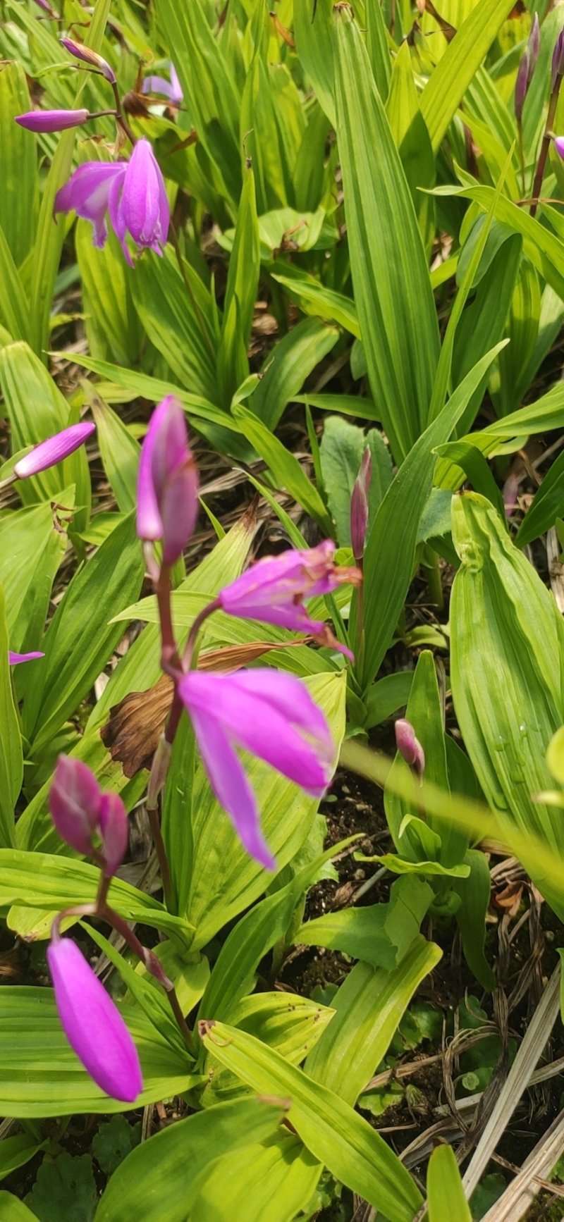 白芨苗，白芨种的，紫花三叉大白芨