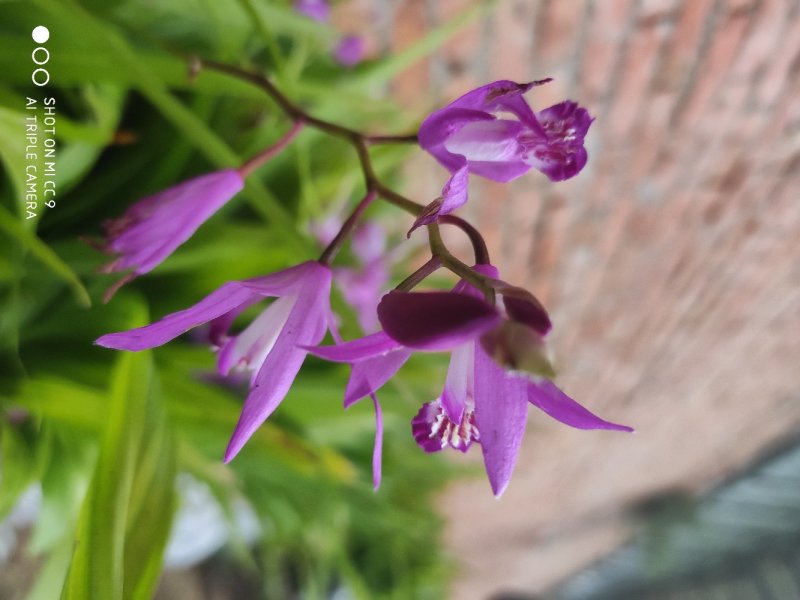 白芨苗，白芨种的，紫花三叉大白芨