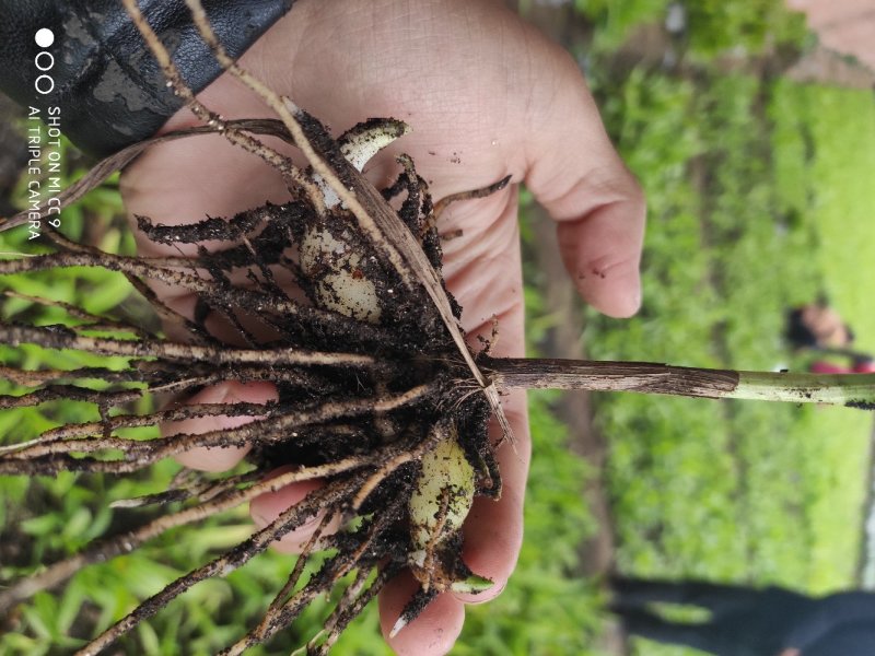 白芨苗，白芨种的，紫花三叉大白芨