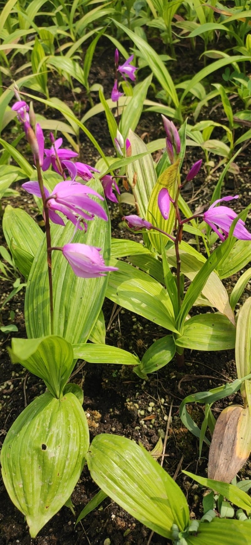 白芨苗，白芨种的，紫花三叉大白芨