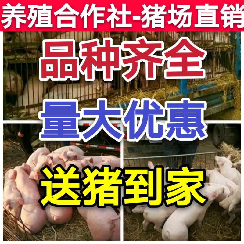 三元仔猪猪场直销防疫齐全包送猪到家
