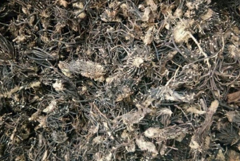威灵仙无硫熏规格齐全实拍图一公斤起发货