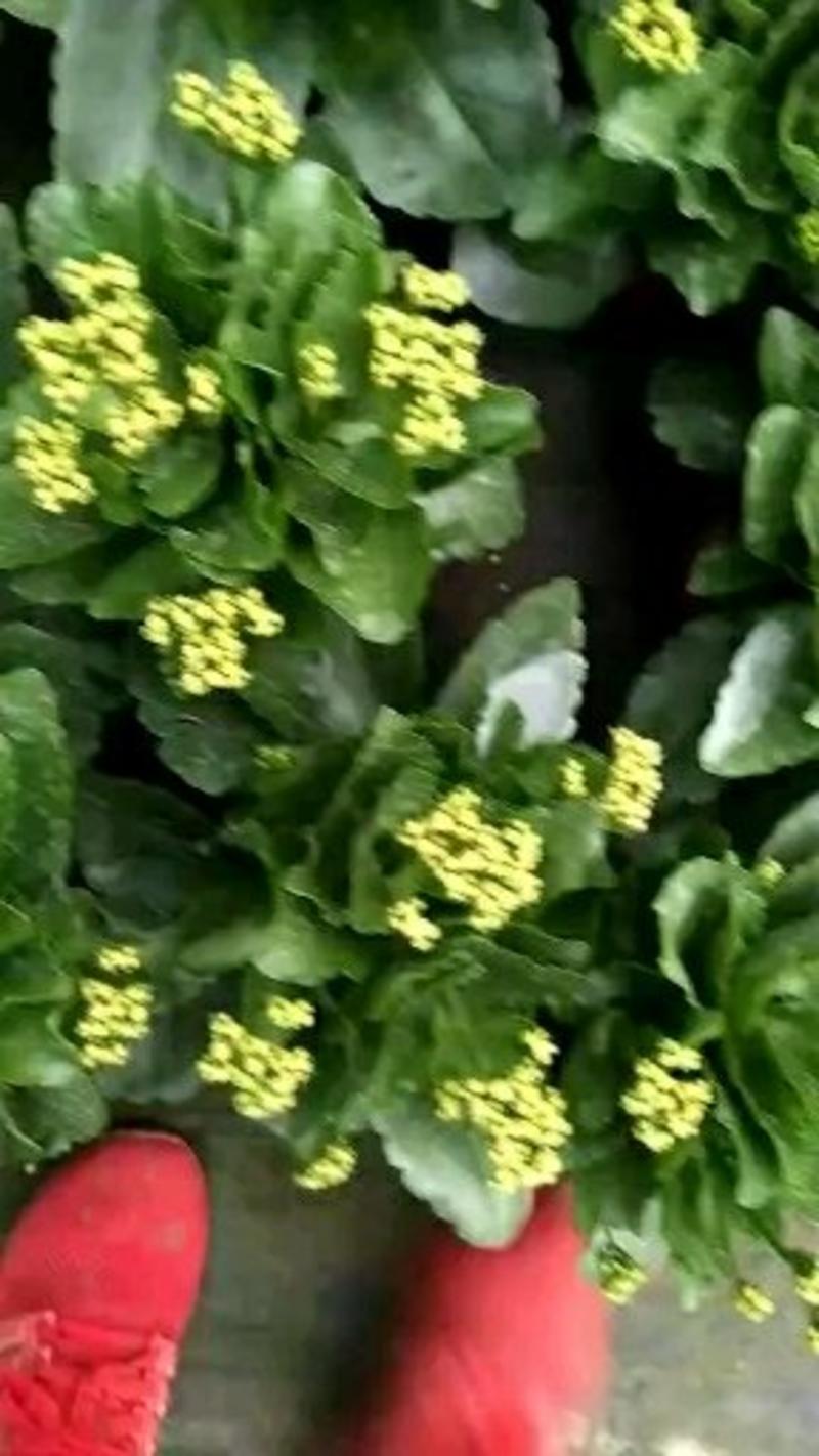 长寿花盆栽室内盆栽单瓣重瓣四季花开