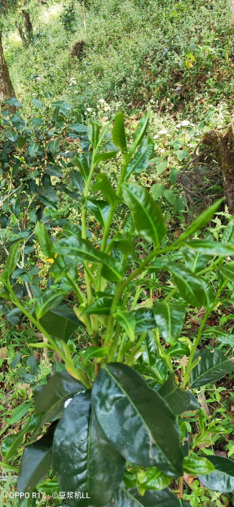 普洱茶古树茶生态茶手工茶