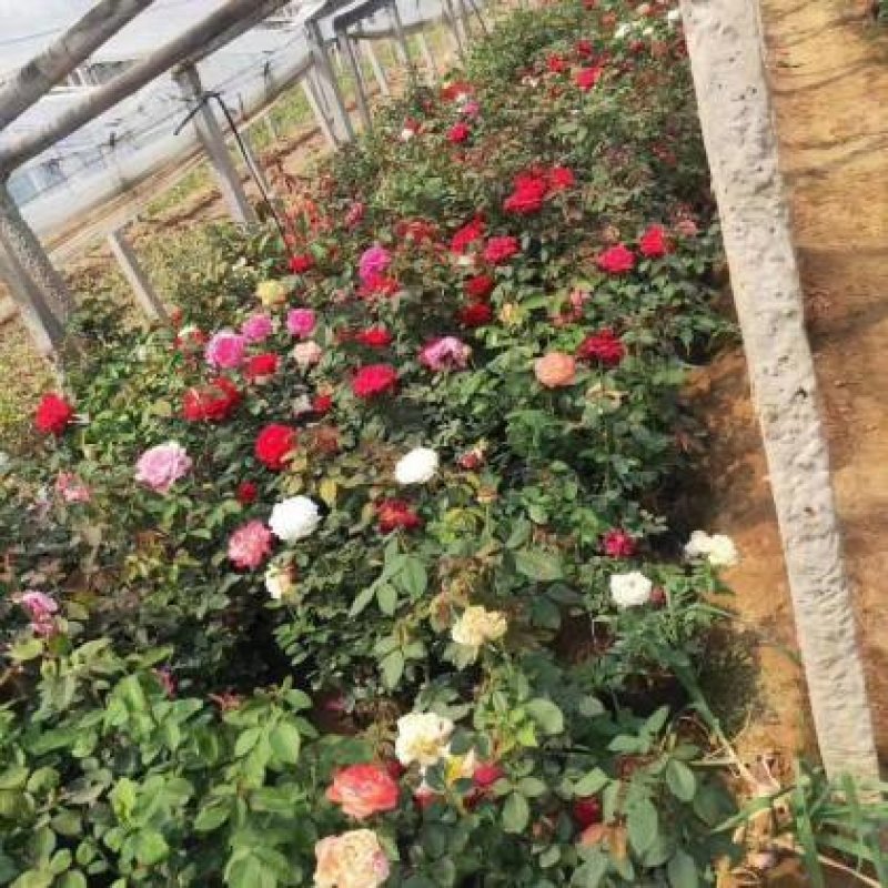 大花月季多色大花月季绿化苗木基地直销