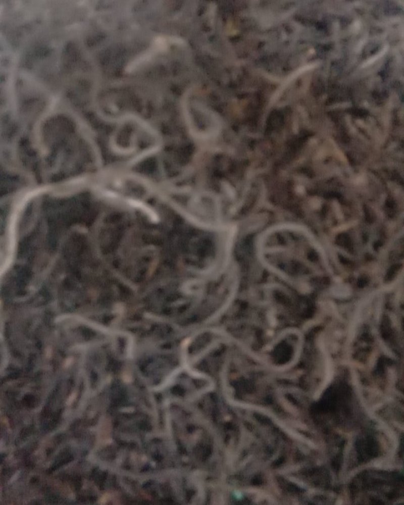 海藻，常年批发供应各种规格海藻中药材量大从优