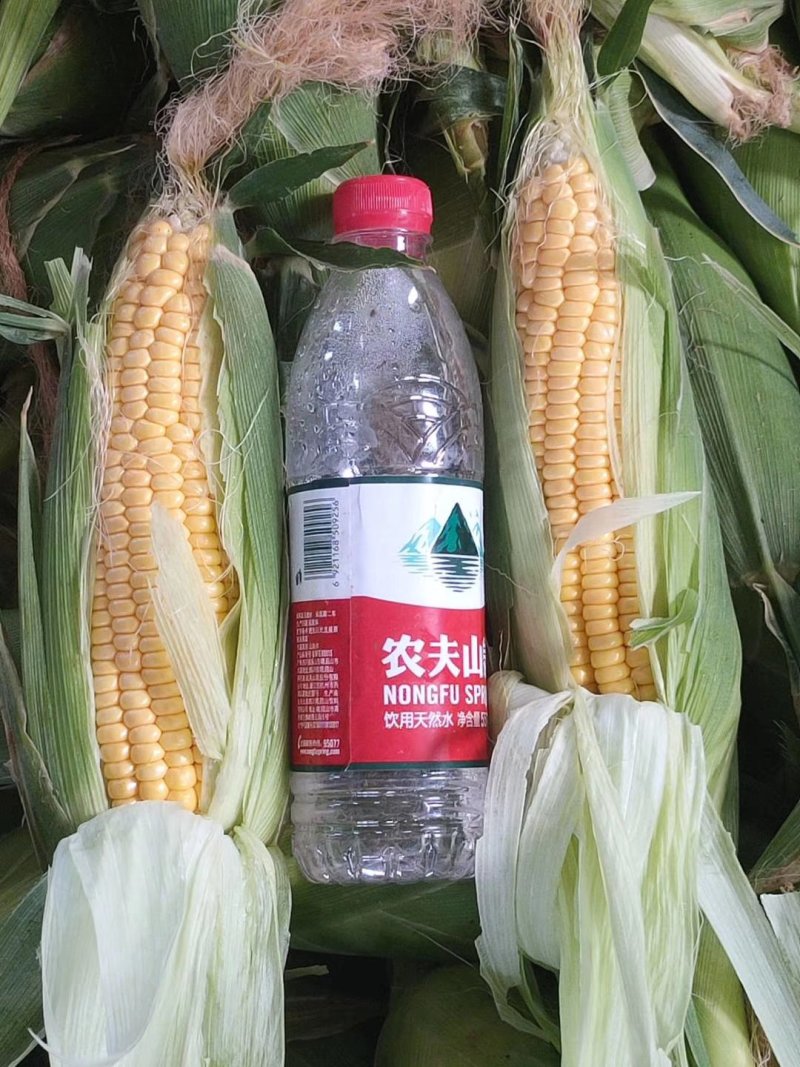 高端市场货太阳花玉米，白糯玉米，正甜68，精品玉米大量
